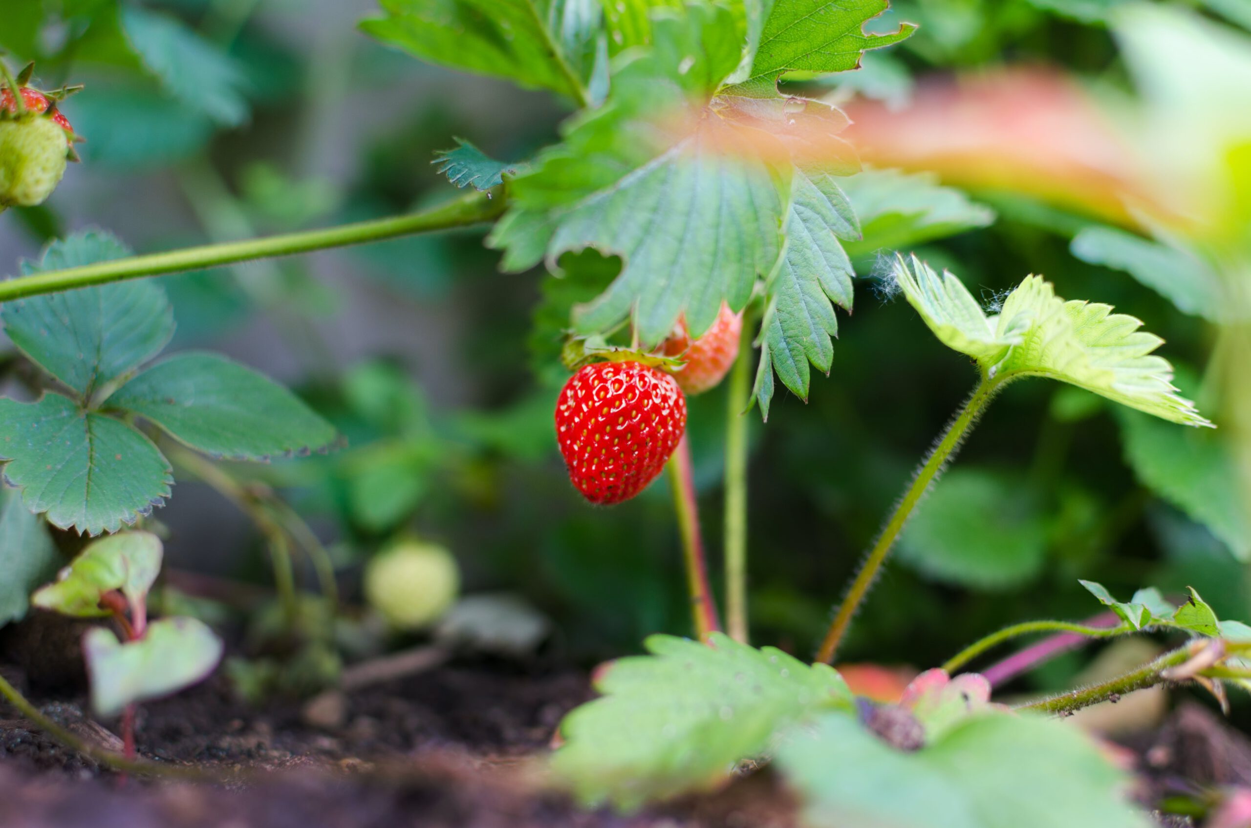 Erdbeerpflanze mit Erdbeere