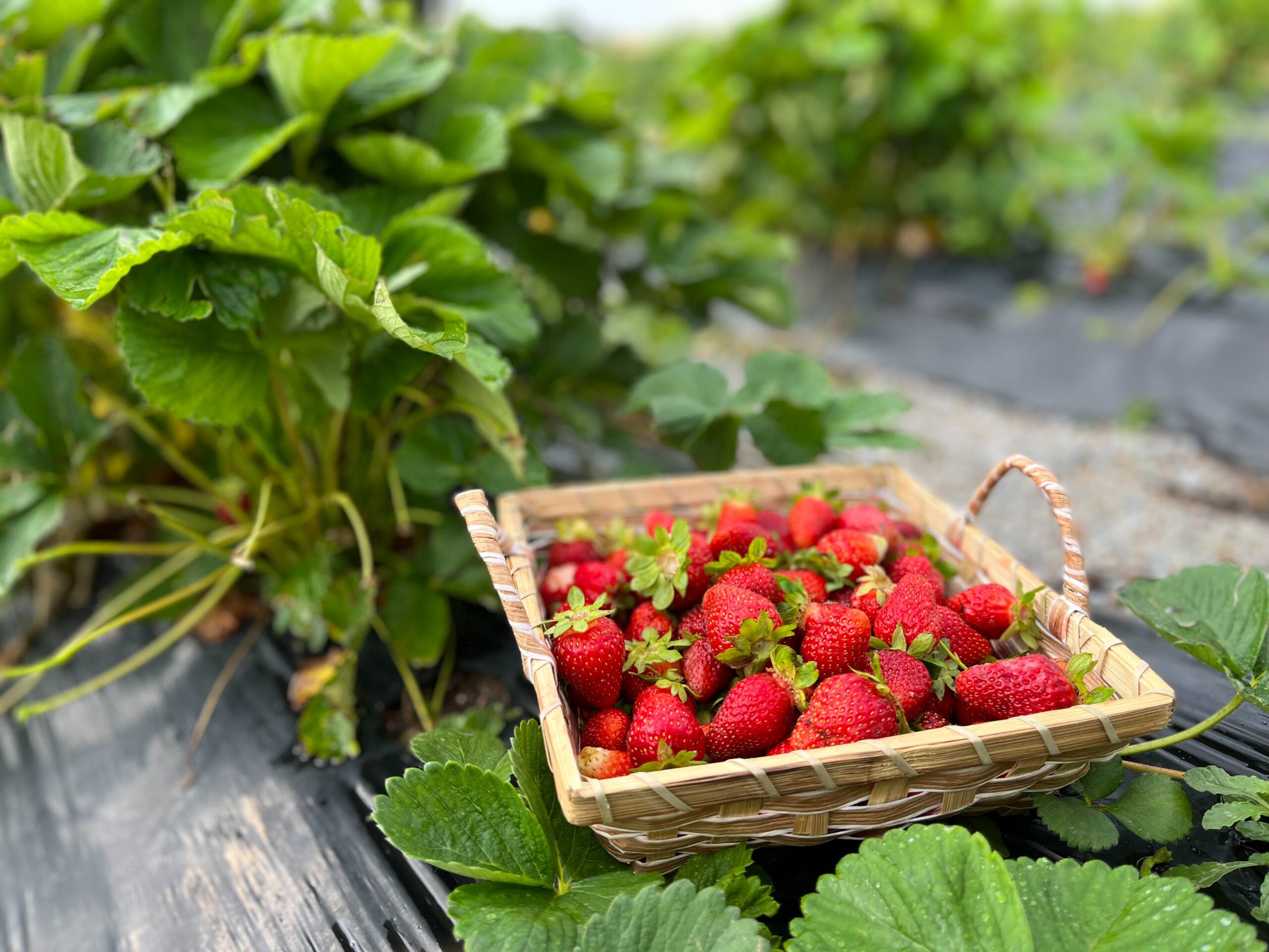 Erdbeerkorb mit Erdbeeren zwischen Erdbeerpflanzen